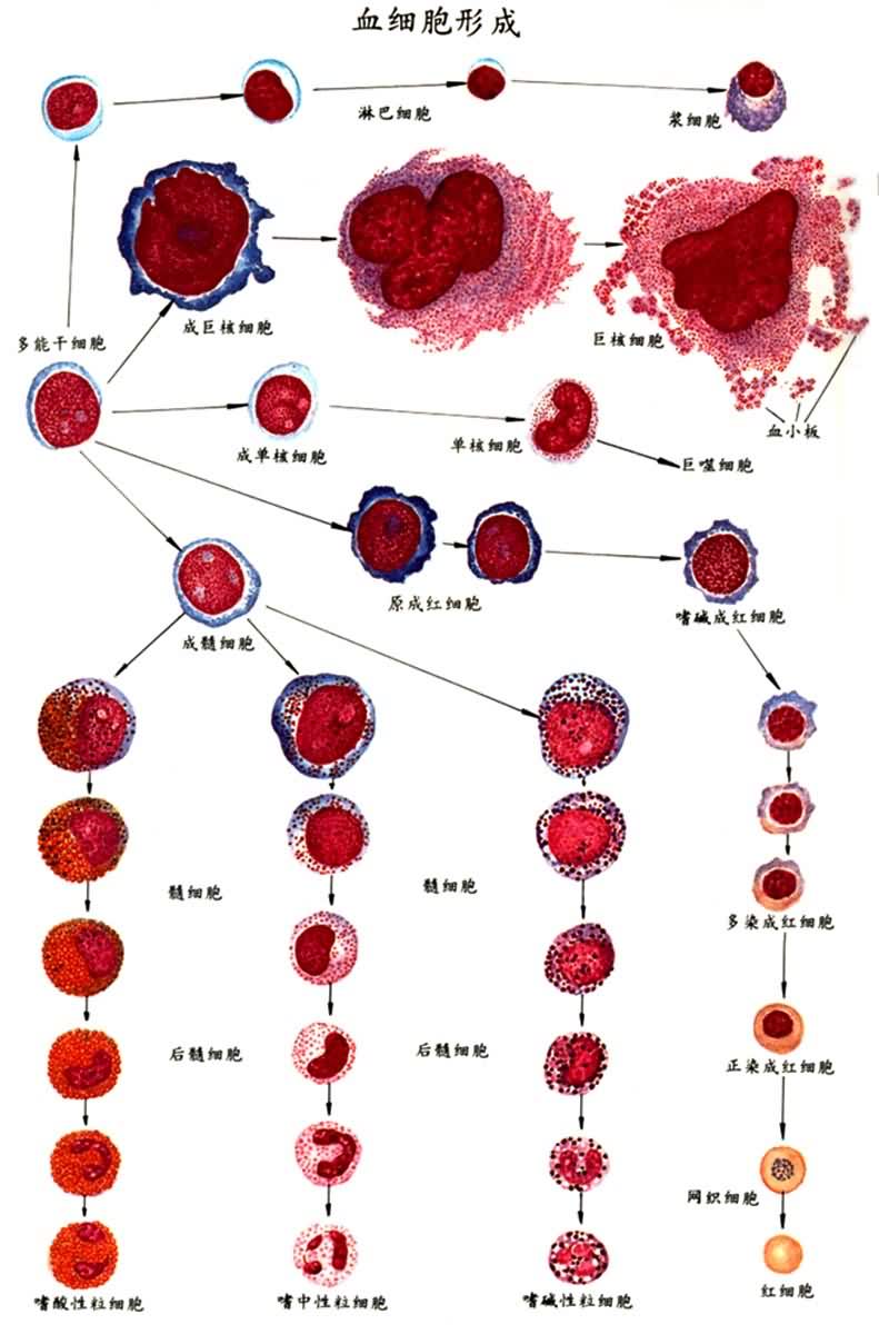 血细胞形成