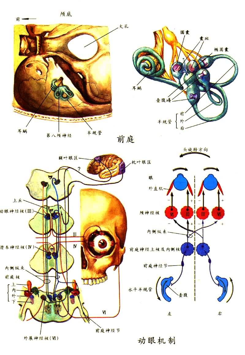 前庭和动眼机制