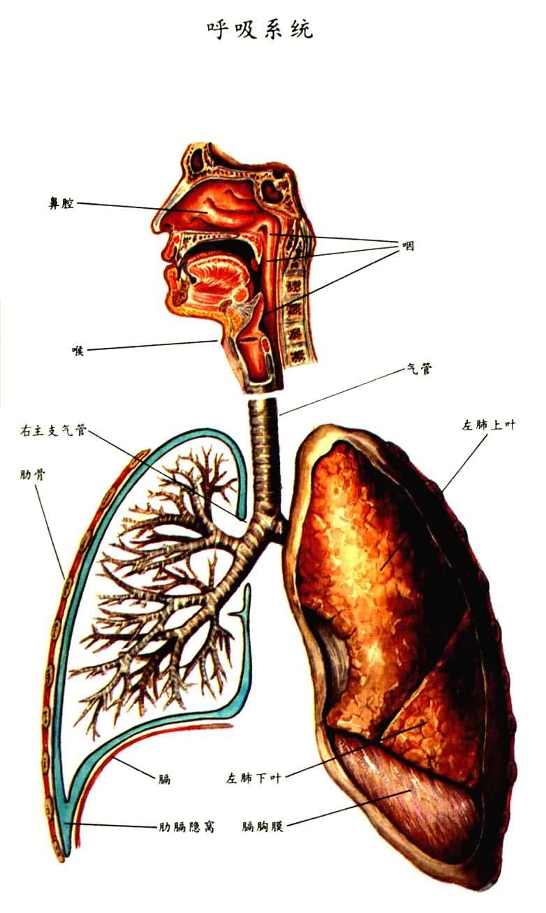 呼吸系统