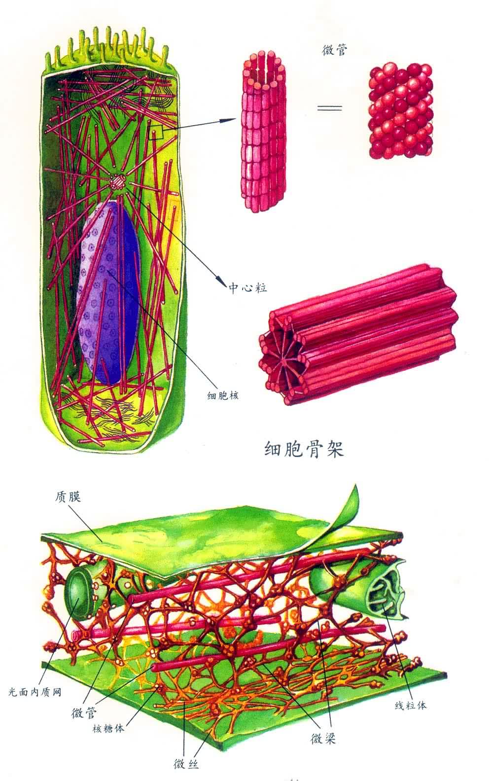 细胞骨架