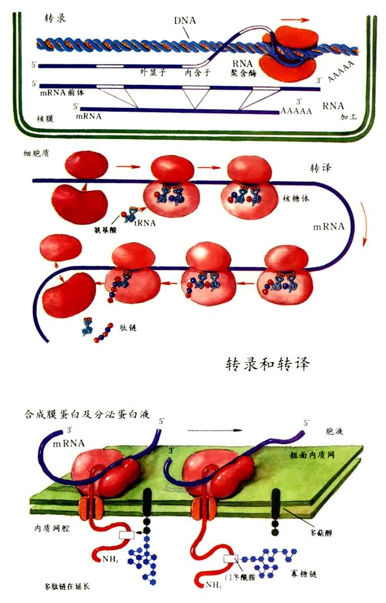 转录和转译