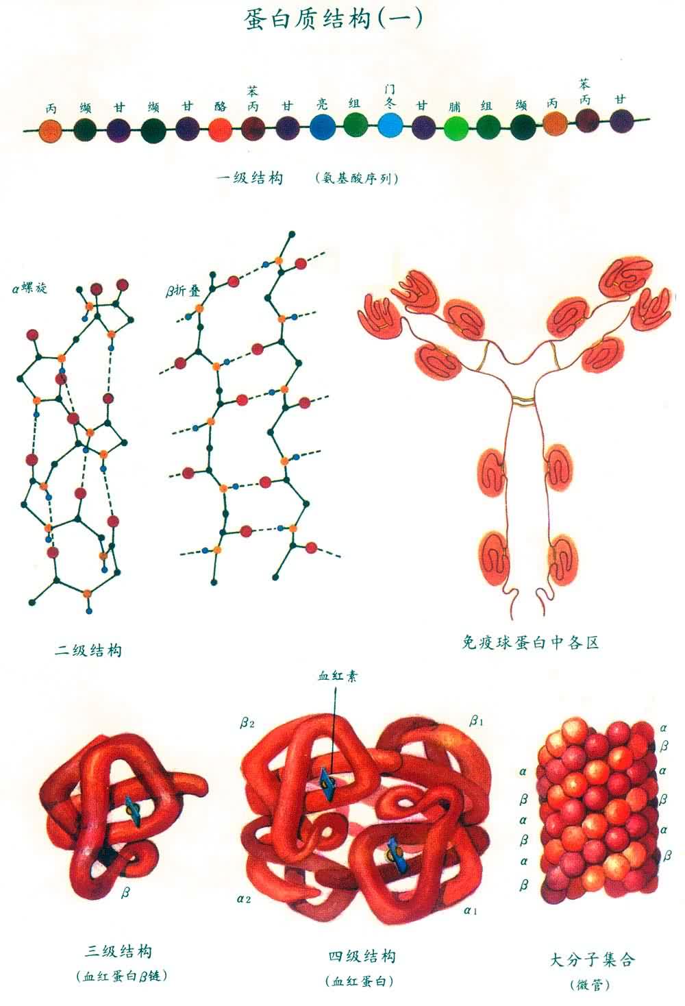 蛋白质结构（一）