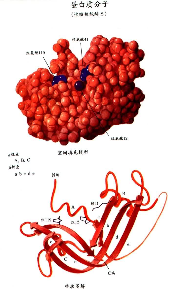 蛋白质分子