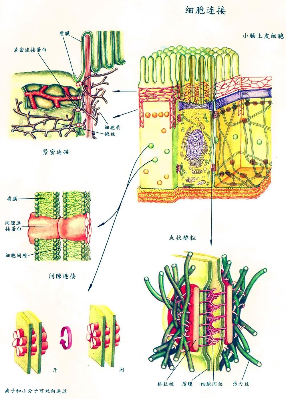 细胞连接