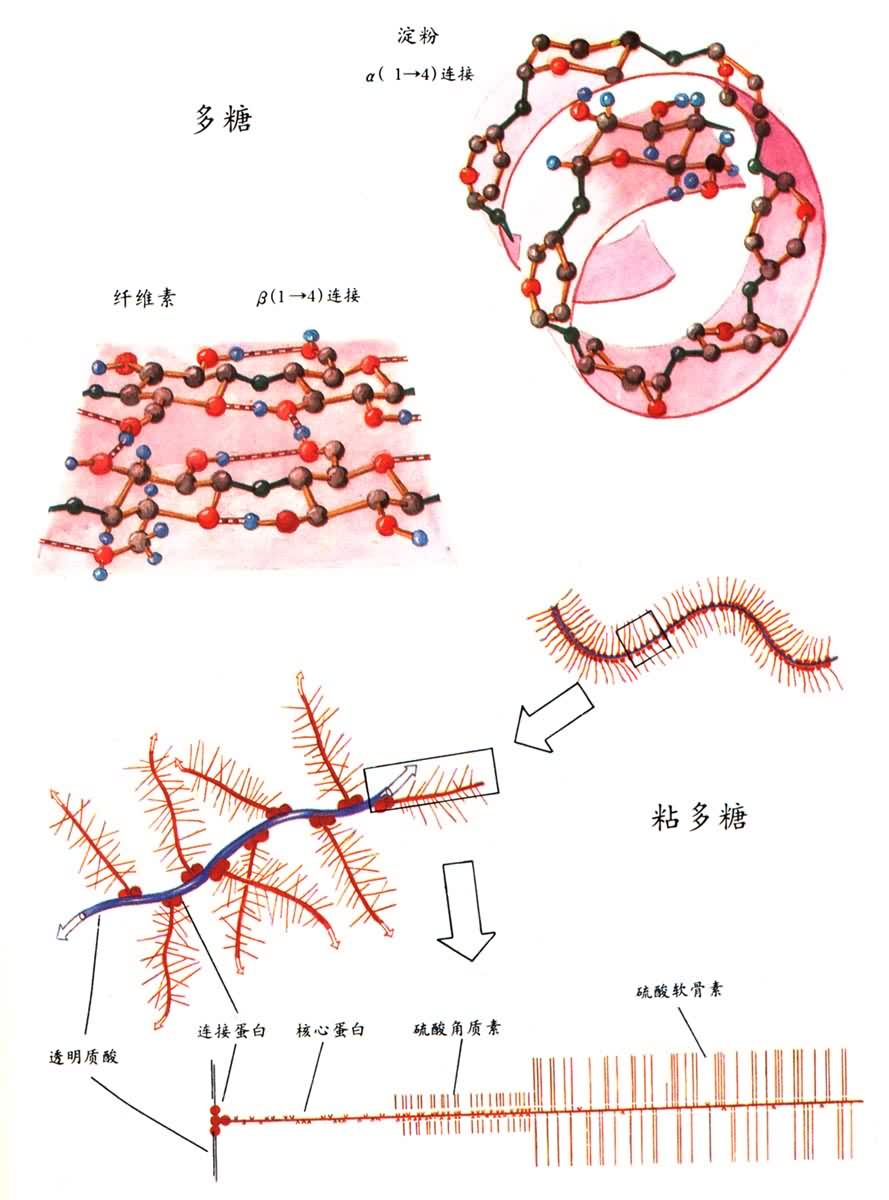 多糖和粘多糖