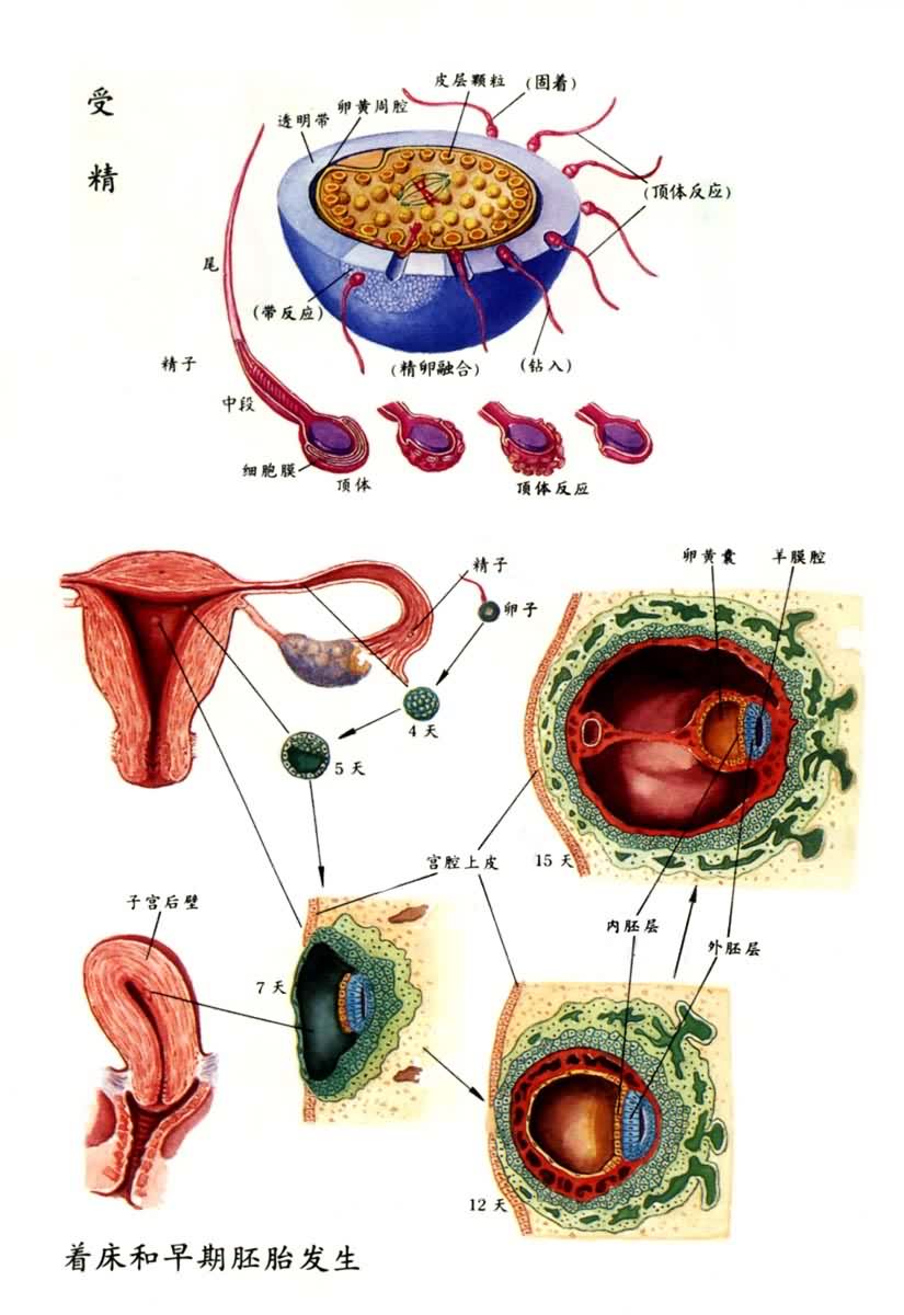受精、着床和早期胚胎发生