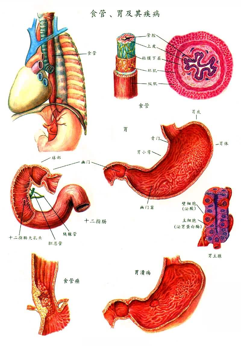 食管、胃及其疾病