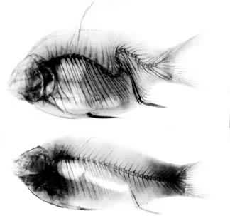有机磷农药引起的畸形鲫鱼（上）和正常鲫鱼（下）的比较