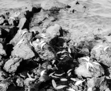 河流在丰水期将大量污染物带入海湾，造成鱼类死亡