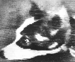 60年代初从太空传回的狗的图像