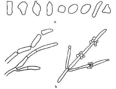 图3　酵母菌　a 各种典型的酵母形态 b 带有隔膜的假菌丝