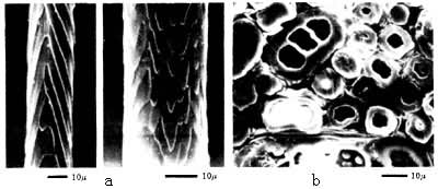 图2　兔毛的外形和横截面
