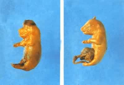 农药五氯酚钠诱发的大鼠胎仔畸形：露脑（左）、脐疝（右）