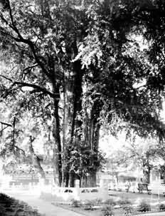 北京潭柘寺内的银杏数（称“帝王树”），相传为辽代植，高30余米，直径4米