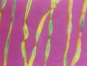 不同成熟度的棉纤维在偏振光显微镜下的图象（黄色和绿色者为成熟纤维，透明红色者为不成熟纤维）