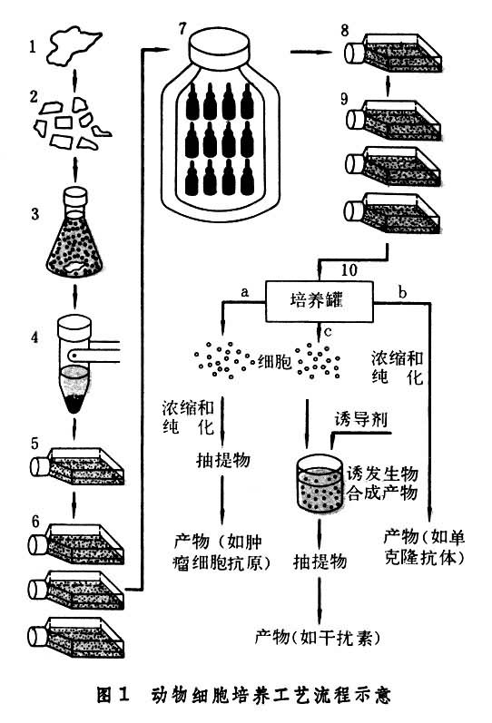 图1