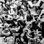 图2　蠕虫状石墨的扫描电镜照片　深腐蚀×300　