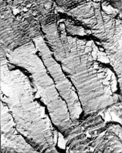 图1　Эu481合金疲劳断口的电子显微图象（塑料-碳二次复型，铬投影）