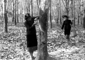 黎族女工在海南岛橡胶林割胶