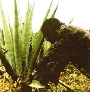 坦桑尼亚种植园工人割剑麻