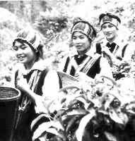 傈僳族妇女在采茶
