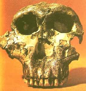 爪哇猿人头骨化石