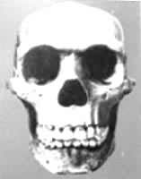 爪哇猿人头骨化石