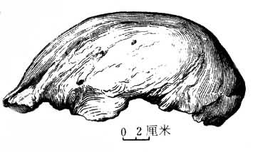 爪哇人头盖骨化石（1891年发现）