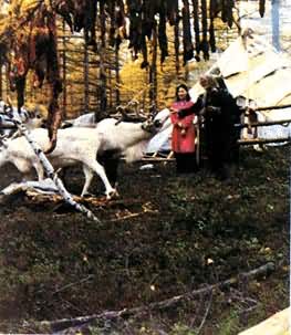 鄂温克族的牧鹿家庭