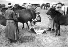 蒙古族牧民在挤马奶