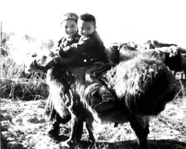 哈萨克牧民饲养的大尾羊