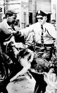 美国伯明翰警察使用警犬对付示威者