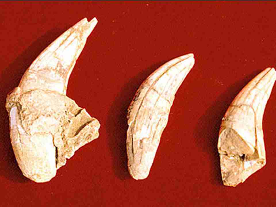 山顶洞中发掘的部分动物化石：虎颌骨犬齿