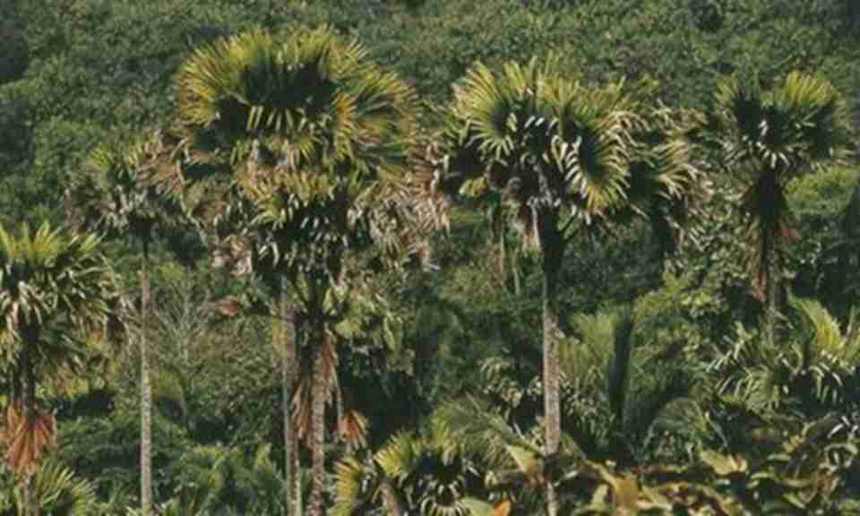 马埃谷自然保护区是普拉兰国家公园内的重点保护地区