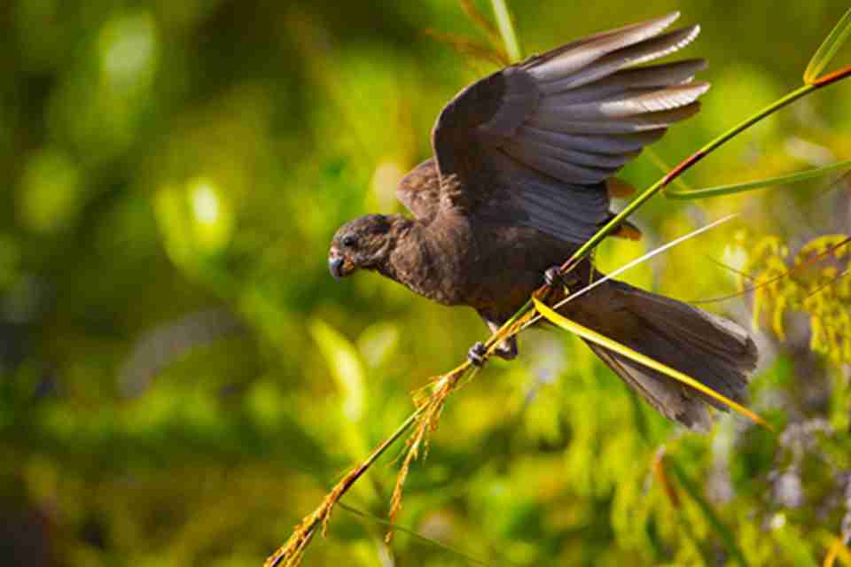 马埃谷自然保护区有很多动物，最有名的鸟类有黑鹦鹉