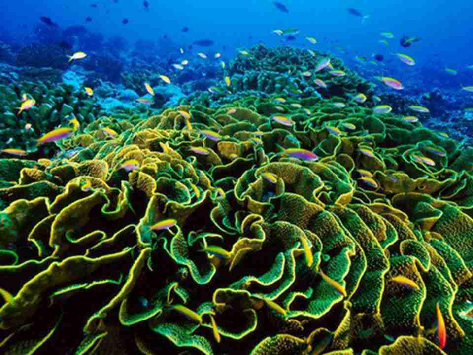 菲尼克斯群岛主要由8座珊瑚环礁、大量天然暗礁组成