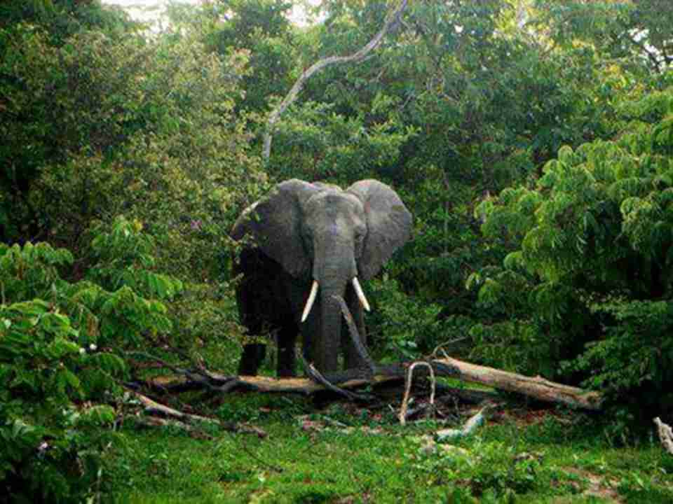 塞卢斯禁猎区号称曾拥有世界上数量最多的大象10多万只