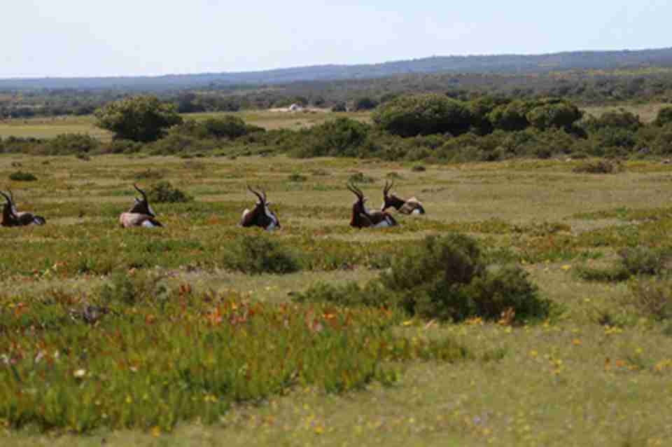 在弗洛勒尔角自然保护区内设有白纹牛羚国家公园