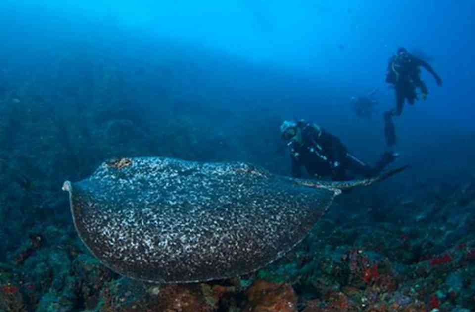 柯义巴岛国家公园及其海洋特别保护区为许多海洋动物提供了栖身之所