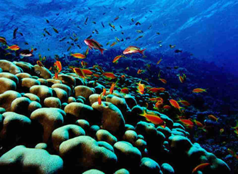 科科斯岛国家公园是世界上观看远洋生物的最佳地点
