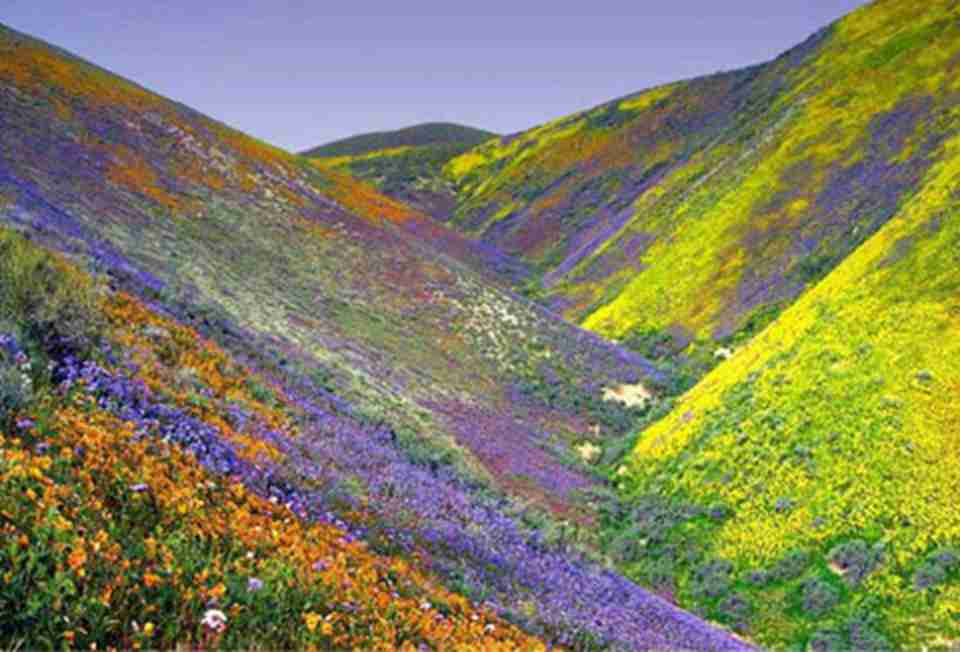 花谷国家公园以高山花卉和丰富的动植物群著名