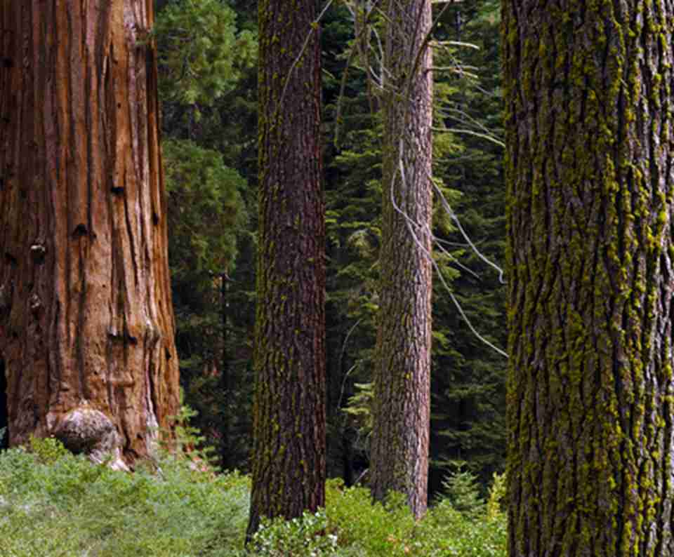 红杉国家公园以红杉为主，这是最高大的存活树种