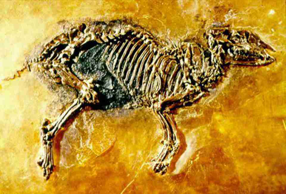 麦塞尔化石遗址可谓是动植物化石的王国