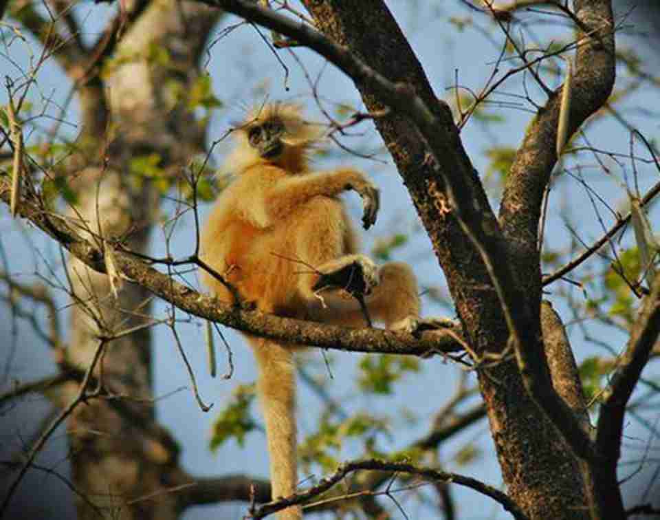 马纳斯野生动植物保护区的野生动物数量在印度首屈一指