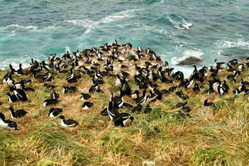 值得注意的是有大量的、种类繁多的远洋海鸟和在那里筑巢的企鹅