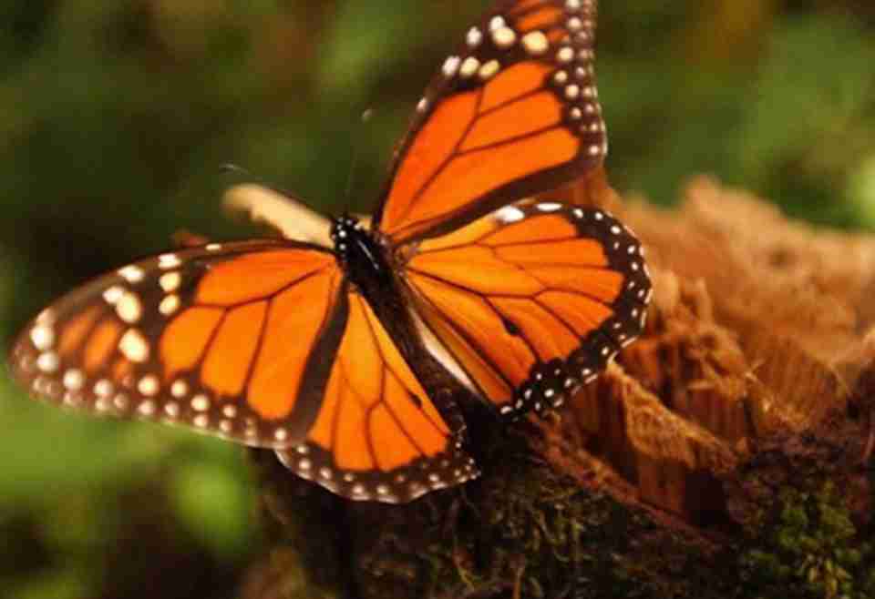 黑脉金斑蝶是蝶类物种中最大的蝴蝶之一，俗称“帝王蝶”