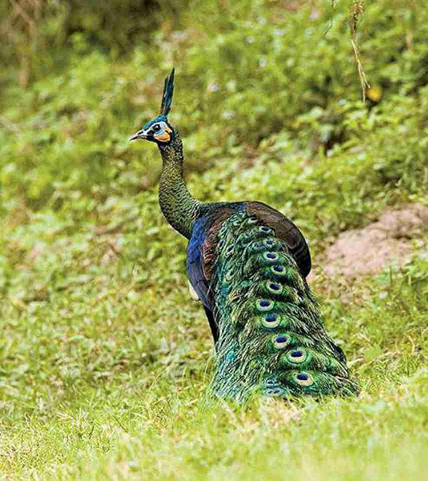 保护区内出名的鸟类主要有生有白色翅膀的森林野鸭、缅甸孔雀，以及当地绿孔雀