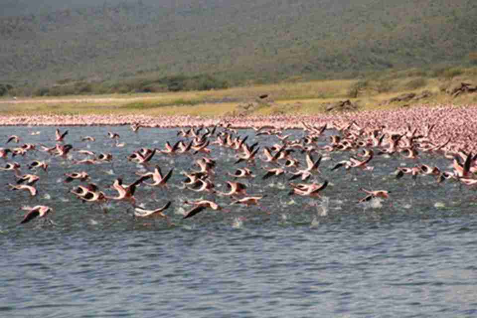 肯尼亚东非大裂谷的湖泊系统地区是世界上鸟类种类最为丰富的地区之一