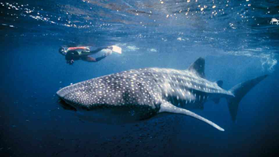 在鲸鲨周围游泳，尽情享受不一样的生命体验