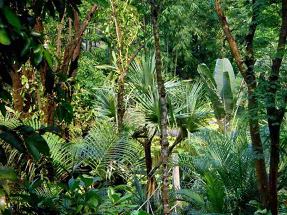 雨林中当地特有物种的比例非常之高，占所有种群的80%至90%